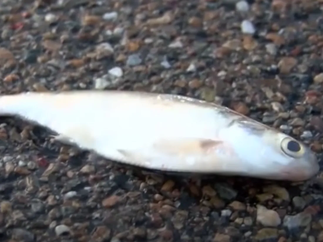 poisson tombé du ciel Texarkana